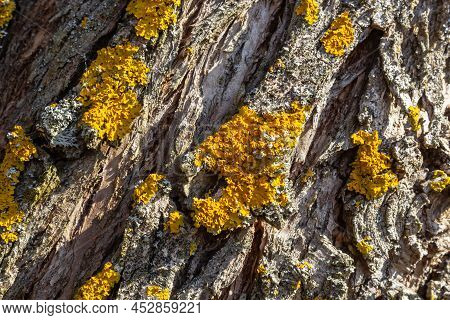 Orange Lichen, Yellow Scale, Maritime Sunburst Lichen Or Shore Lichen, Xanthoria Parietina, Is A Fol
