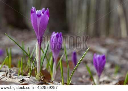 Close Up Of A Woodland Crocus, Crocus Tommasinianus, Flower Emerging Into Bloom