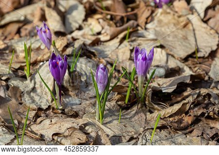 Close Up Of A Woodland Crocus, Crocus Tommasinianus, Flower Emerging Into Bloom