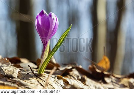 Close Up Of A Woodland Crocus, Crocus Tommasinianus, Flower Emerging Into Bloom