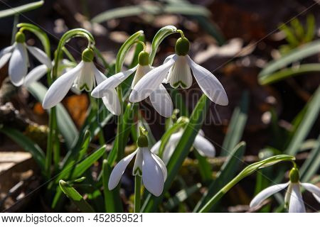 Early Spring Snowdrops, Galanthus Nivalis, Selective Focus And Diffused Background