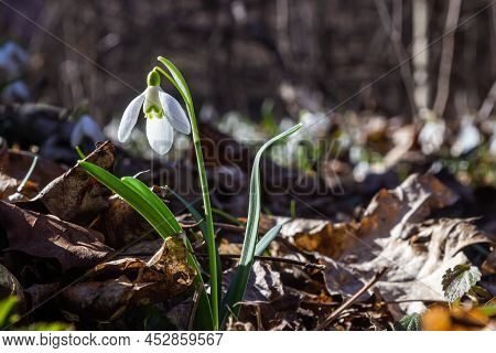 White Snowdrop Flower, Close Up. Galanthus Blossoms Illuminated By The Sun In The Green Blurred Back