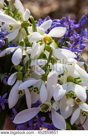 Big Bouquet Of Snowdrops In My Hand. First Spring Flowers In Forest