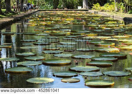 Giant, Amazonian Lily In Water At The Pamplemousess Botanical Gardens In Mauritius. Victoria Amazoni