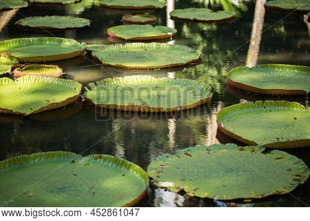 Giant, Amazonian Lily In Water At The Pamplemousess Botanical Gardens In Mauritius. Victoria Amazoni