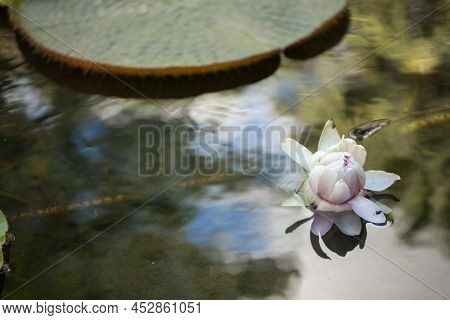 Giant, Amazonian Lily In Water At The Pamplemousess Botanical Gardens In Mauritius. Victoria Amazoni