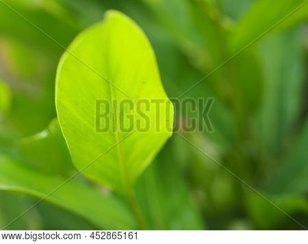 Languas Galanga Leaves, Green Leaf In Garden At Summer Under Sunlight. Natural Green Plants Landscap