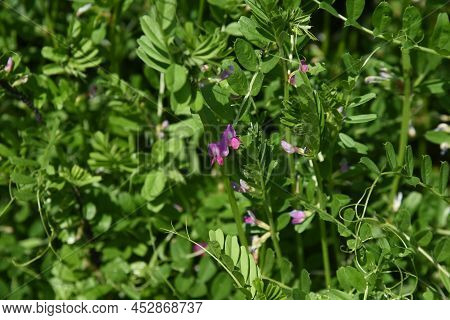Common Vetch Flowers. Fabaceae Anuual Weeds. The Flowering Season Is From March To June.