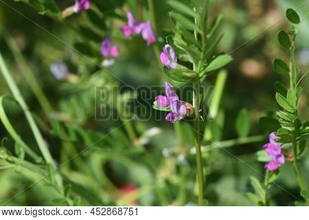 Common Vetch Flowers. Fabaceae Anuual Weeds. The Flowering Season Is From March To June.