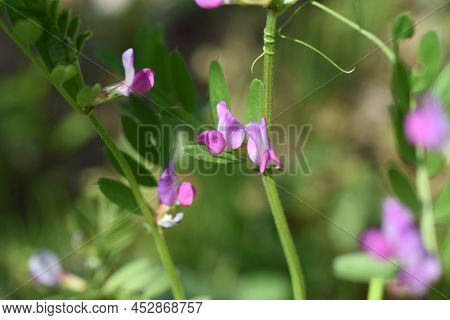 Common Vetch Flowers. Fabaceae Anuual Weeds. The Flowering Season Is From March To June.