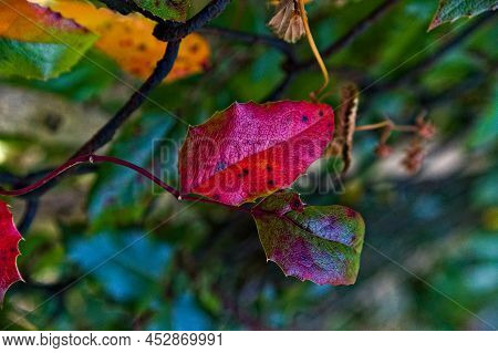 Holly Leaf, Stained Red (sp.) Against Other Leaves And Thickets.