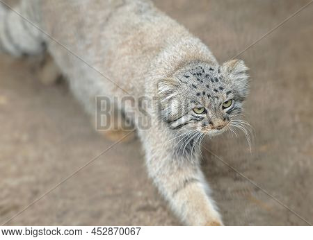 Pallas's Cat (otocolobus Manul). Manul Is Living In The Grasslands And Montane Steppes Of Central As