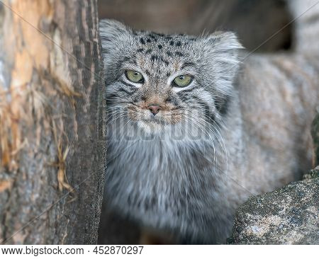 Pallas's Cat (otocolobus Manul). Manul Is Living In The Grasslands And Montane Steppes Of Central As
