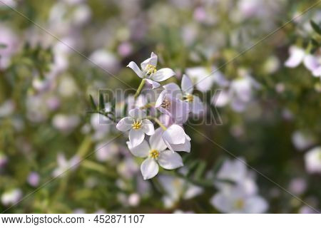 Narrow-leaved Boronia Pink Star Flowers In The Garden