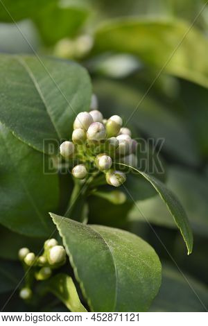 Meyer Lemon Flower Buds In The Spring