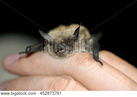 Chiropterologist Holding And Studying A Bat