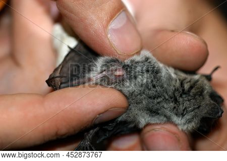 Chiropterologist Holding And Studying A Bat