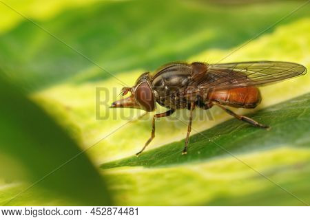 Closeup On A Red Common Snoutfly, Rhingia Campestris Sitting On A Green Common Ivy Leaf In The Garde