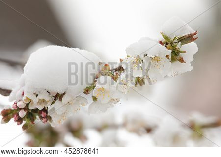 Cherry Blossom In Spring Coveredwith Snow In Springtime