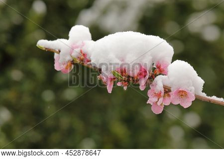 Snow Covered Peach Flowers In Springtime With Gree Background