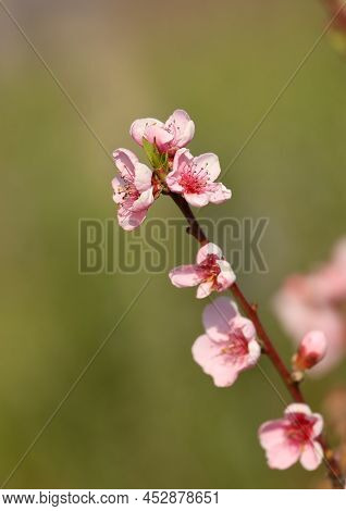 Peach - Prunus Persica - Rose Coloured Flower In Spring