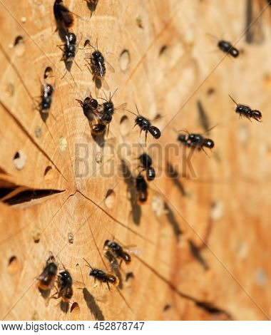 Mason Bees At Their Homemade Nest In Spring