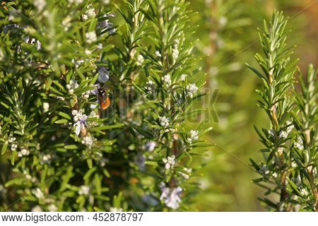 Mason Bee On Rosemary Flower In Springtime