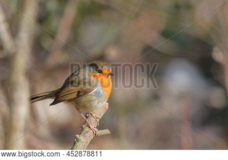 Robin On A Branch In Winter With Brown Background
