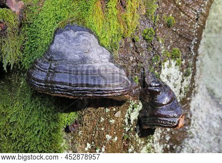 Tinder Fungus On A European Beech Tree