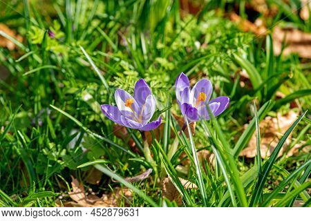 Beautiful Purple Crocus Flowers On A Spring Time Blossom In The Garden, Ireland