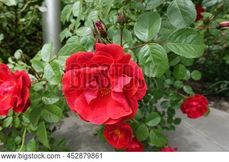 Bright Red Semi Double Flowers Of Rose In May