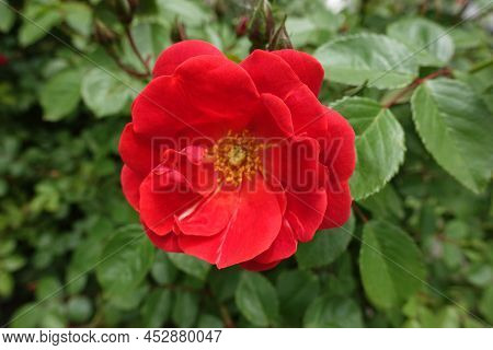 Close View Of Semi Double Flower Of Red Rose In May