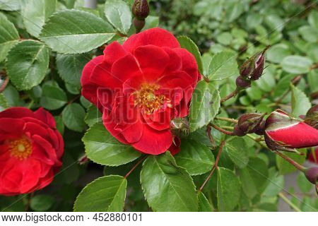 Closed Buds And Semi Double Flower Of Red Rose In May