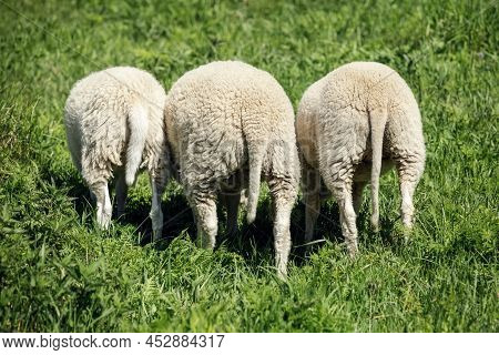 Three Young Lambs From The Back, Leaning Down And Eating Green Grass. The Photo Shows The Sheep's Fu