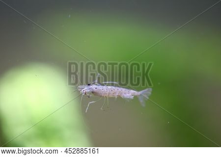 Close Up Of An Amano Shrimp In An Aquarium.