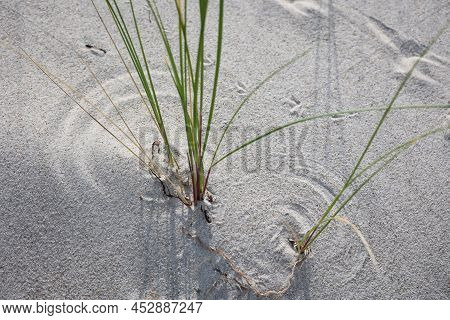 Grass Or Plants Which Serve The Coastal Protection In The Dunes.