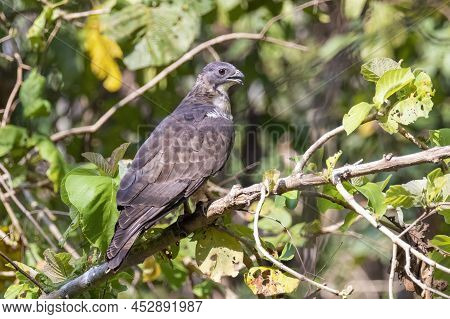 Image Of Oriental Honey Buzzard Bird On A Tree Branch On Nature Background. Hawk. Animals.