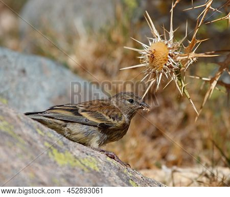 Corsican Finch Eating Seed On Corsica, France