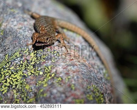 Tyrrhenian Wall Lizard With Open Mouth On Corsica, France
