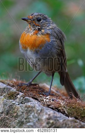 Robin On The Ground On Corsica, France