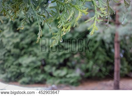 Thuja Branches With A Drop Of Rain.
Thuja Early Spring. Background With Bright Green Thuja Tree.  Gr
