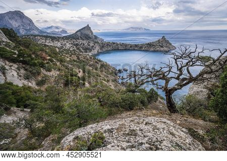 Pine Tree And Cape Kapchik In Background. Beautiful Landscape On Black Sea. Novyi Svit, Crimea, Suda