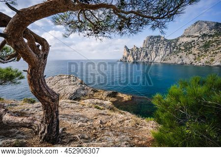 Relict Pine On A Rocky Seashore. Cape Kapchik, Noviy Svet, Crimea
