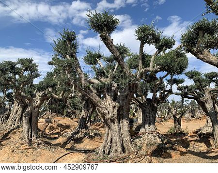 Old Bizarre Olive Trees In The Zimrat Moshav In Southern Israel