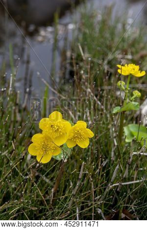Yellow Marsh Marigold Flowers (caltha Palustris) In The Early Spring. Close Up. Macro