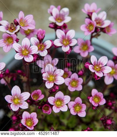 Pink Saxifraga Flowers In The Early Spring. Blooming Rockfoils In The Garden. Selective Focus.