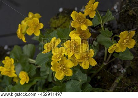 Yellow Marsh Marigold Flowers (caltha Palustris) In The Early Spring. Close Up. Macro