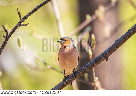 Common Chaffinch, Fringilla Coelebs, Sits On A Branch In Spring On Green Background. Common Chaffinc