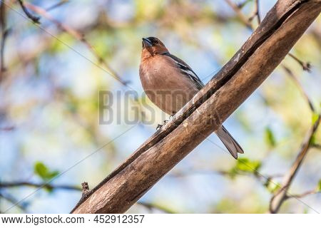 Common Chaffinch, Fringilla Coelebs, Sits On A Branch In Spring On Green Background. Common Chaffinc