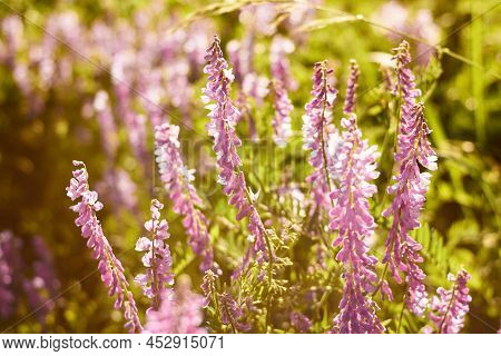 Purple Flowers In The Sun Sunset Light Close-up. Lush Bloom Of Wild Flowers. Fabulous Natural Backgr